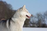 SIBERIAN HUSKY 479